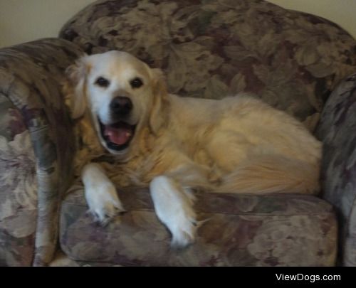 Smiley Golden Retriever Cody. RIP!