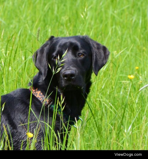 This is beautiful Bella, our 2 year old black Lab. She’s hiding…