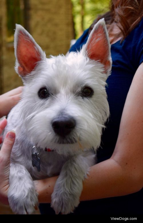 Archibold, 11 month old West Hyland Terrier (Westie)