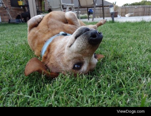 Harley, 14 year old dachshund (and Mollie photobombing)