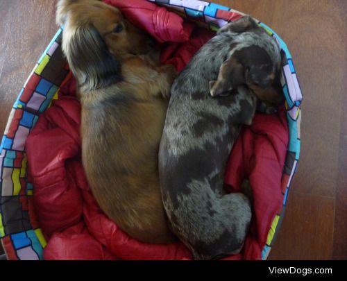Sleeping pups – Mayweather and Charlie.