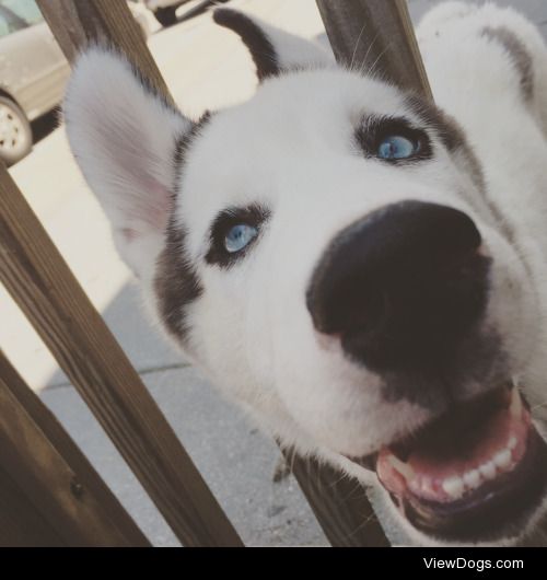 Zeus my piebald Siberian husky born December 22. 
Tumblr:…