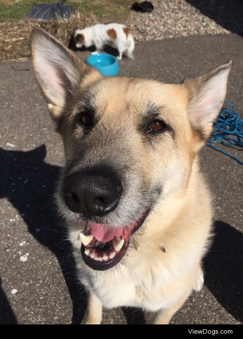 Stanley, my mom’s mystery shepherd mix. We adore each…