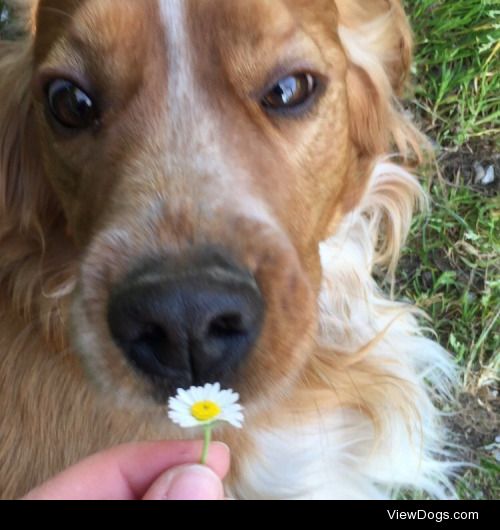 he is harley, my 4 years cocker-mix! he loves flowers more than…