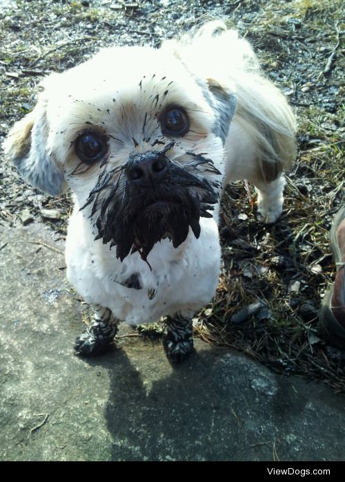 Easy the lhasa apso could not fathom why I denied cuddling after…