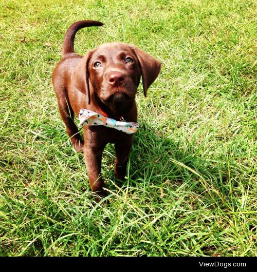 This is my chocolate lab Carter around 3 months old. He will be…