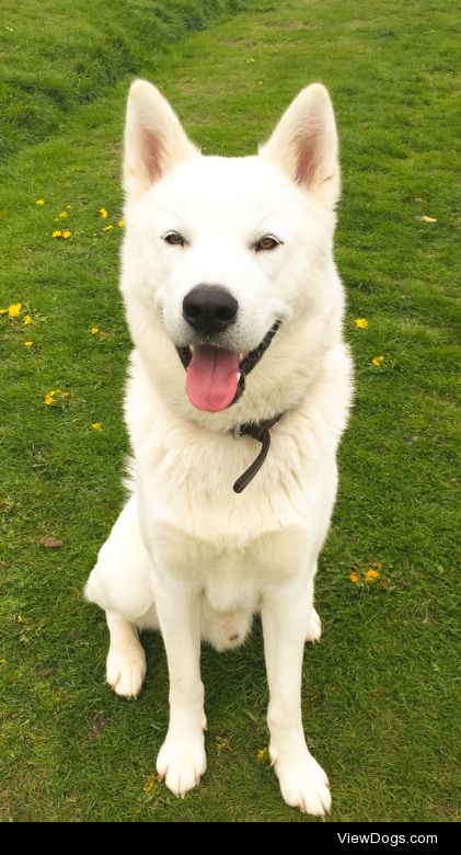 Thor the Husky. Probably the only picture I would refer to him…