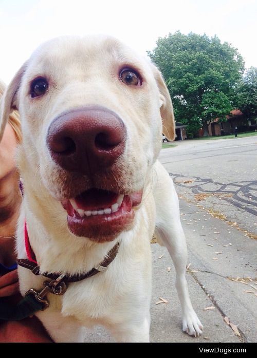 Mila, my five month old yellow English Labrador Retriever….