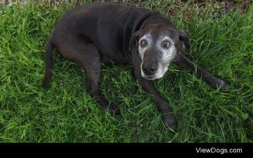 this is suzie, our 8 year old black lab/pitbull princess 8)
