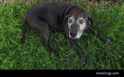 this is suzie, our 8 year old black lab/pitbull princess 8)