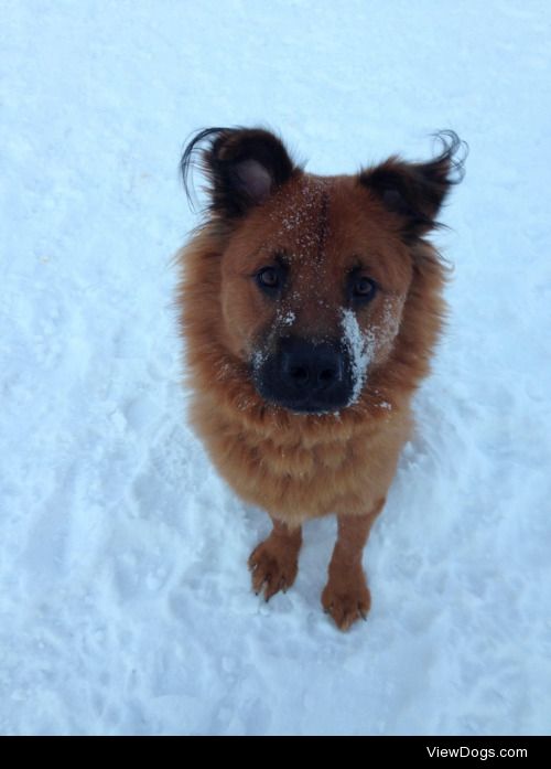 This is Sasquatch, the chow chow mix we adopted from the SPCA….