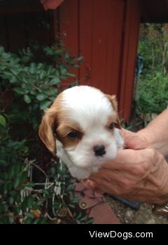 My beautiful new King Charles Cavalier Puppy! His name is…