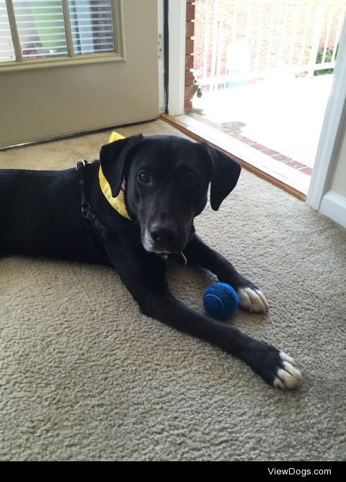 Mya, my one-year old rescued Lab Mix, posing with one of the…