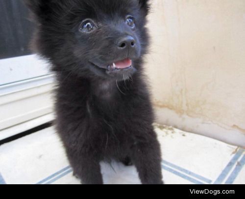 Meet Jet. A handsome and sweet Pomeranian Papillon. All he has…