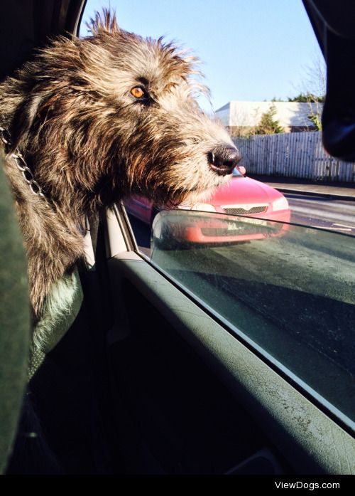 Tara, who’s a two year old Irish wolfhound. She’s 6’6 on her…