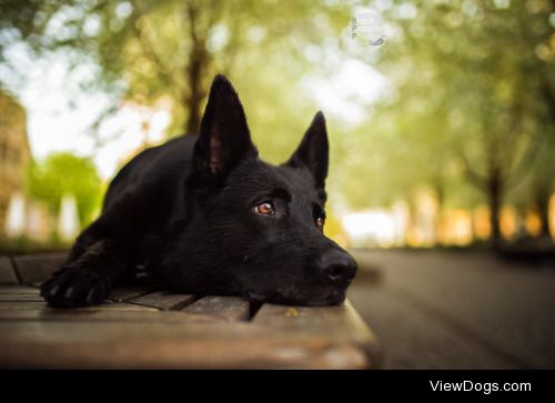 blackpepperphotos:

Pepper, my Black GSD, downtown in Leipzig,…