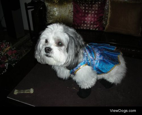 Roxy wearing a qipao   :)7 year old Shih Tzu +…