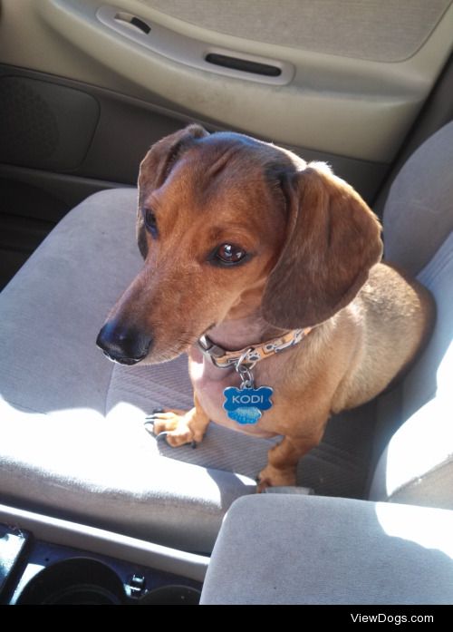 My beautiful boy Kodi! He’s a 5-year-old dachshund, and the love…