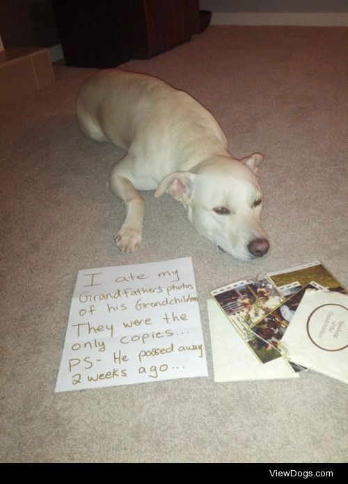 [Dog named] Polar Bear Destroys Family History

I ate my…