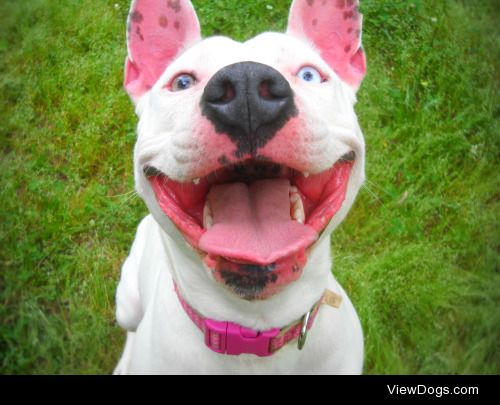 Smile!

This is Rosie, my Bull Terrier mix!