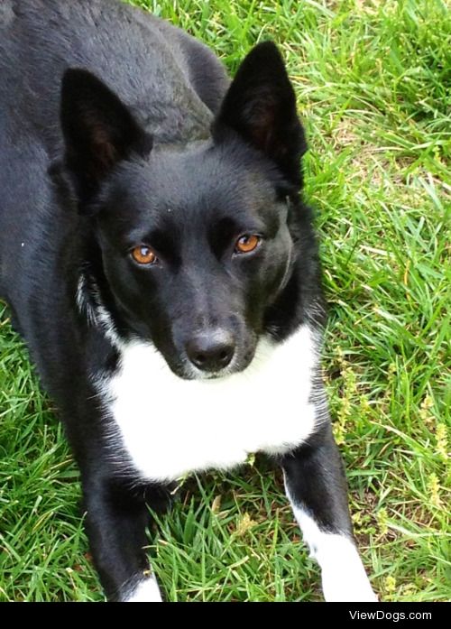 Tessy is our beautiful adopted border collie mix