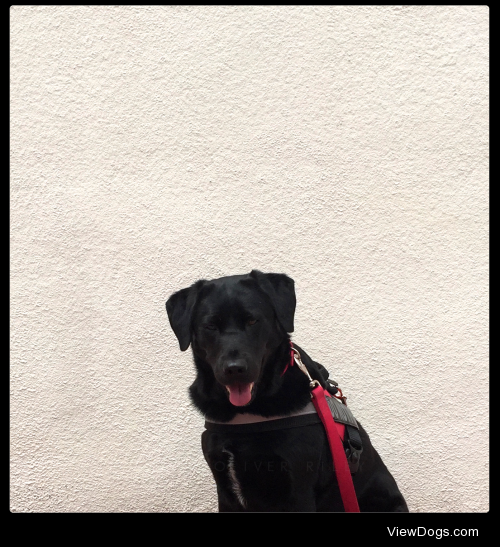 Moonshoes Lucy is a black Labrador Retriever/full time…