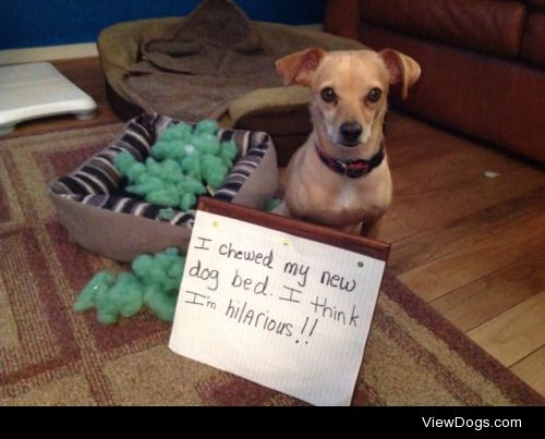 Pawsitively Hilarious

What can I say, he just thinks his beds…