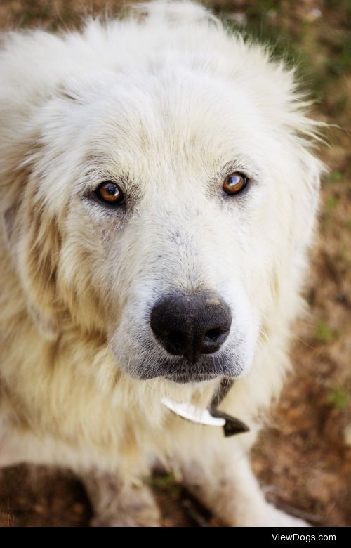 Sweet EyesMy Great Pyrenees, Setsuko