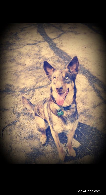 My beautiful Harper Mac. Kelpie x Malamute.