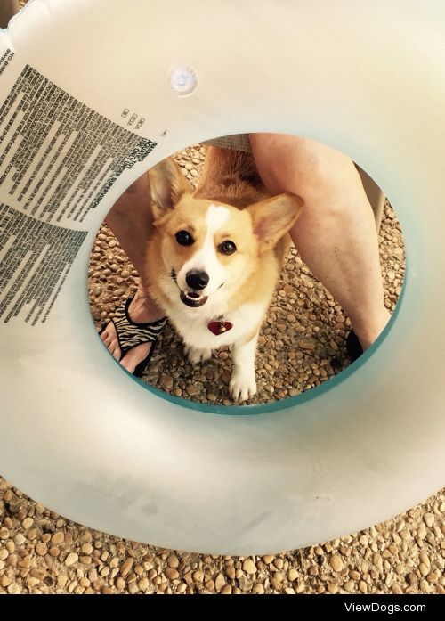 Carley, our 2 year old corgi, who loves pool time!