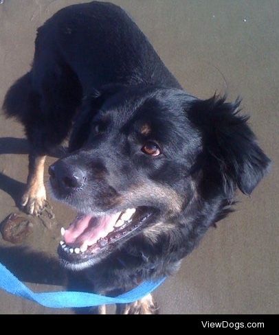 This is Agamemnon and he loves the beach!