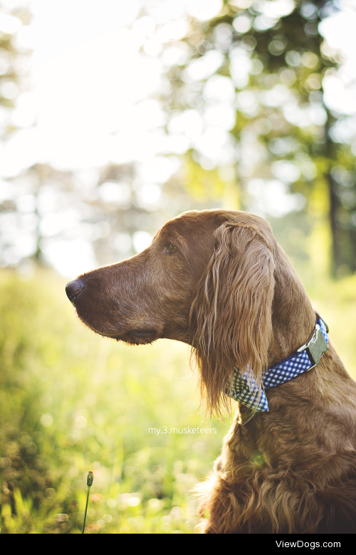 Annikan, 6 year old Irish Setter
www.my3musketeers.tumblr.com