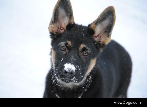 My German Shepherd, Lumina, when she was a puppy.