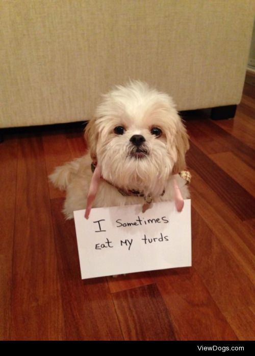 Shih-eating grin.

We still love him though.