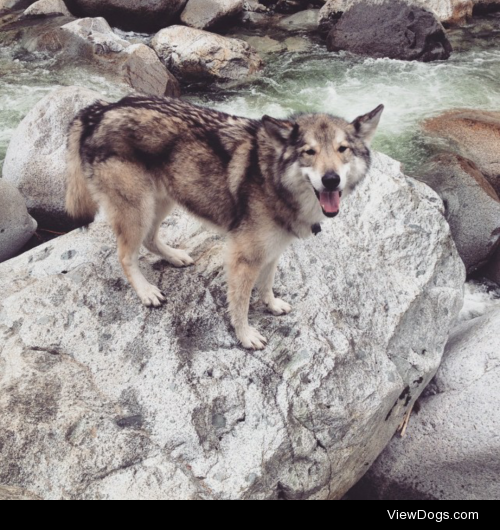 Link the wolfdog enjoying a sunny hike. He’s always so…