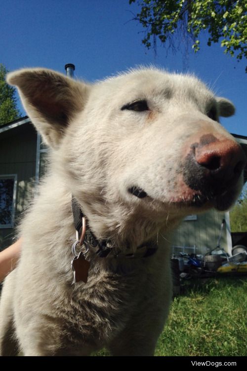 This is Casper! He was originally a sled dog here in Alaska but…