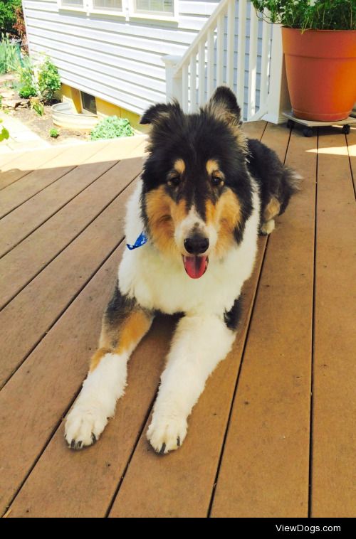 My collie Shadow right after getting a haircut