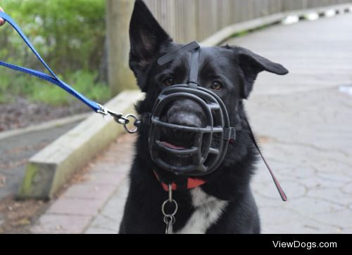 this is smokey, a 2 year old neutered german shepherd mix….