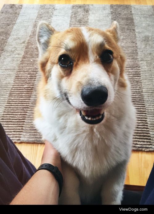 my very sweet and silly boy, Reed – Pembroke Welsh Corgi