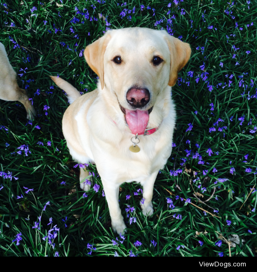 Busby the Golden Labrador enjoying the bluebell season!