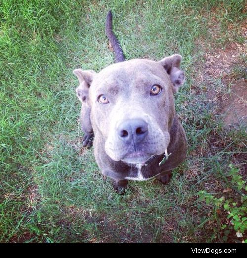 Bridget, our 2 year old Pit Bull Terrier. 