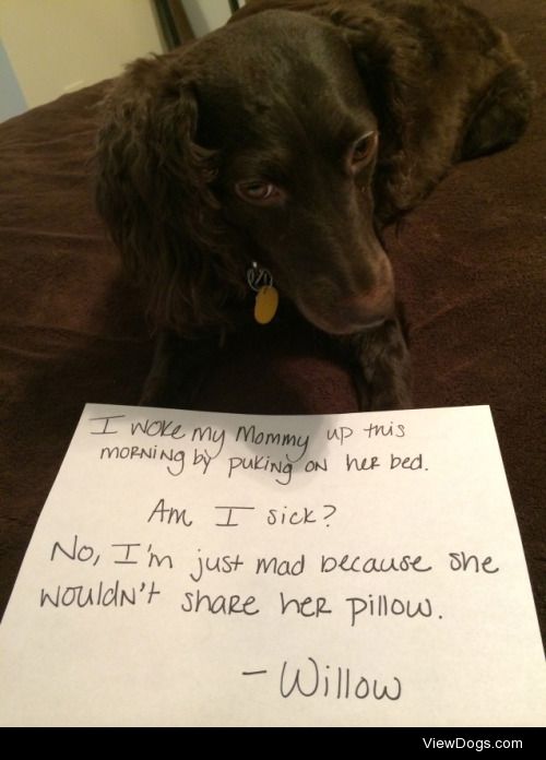 Willow Wants the Pillow

“I woke my Mommy up this morning…
