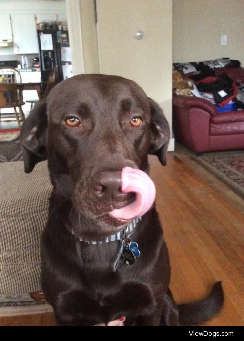 This is Moose! He’s a three year old chocolate lab, and…