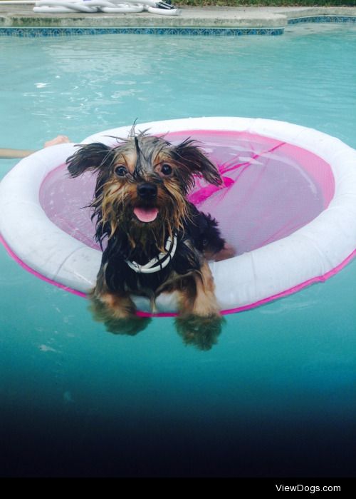 Bentley. My little yorkie loves the pool