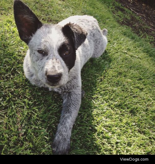 Meet Nacho, an Australian Cattle Dog puppy that I had the…