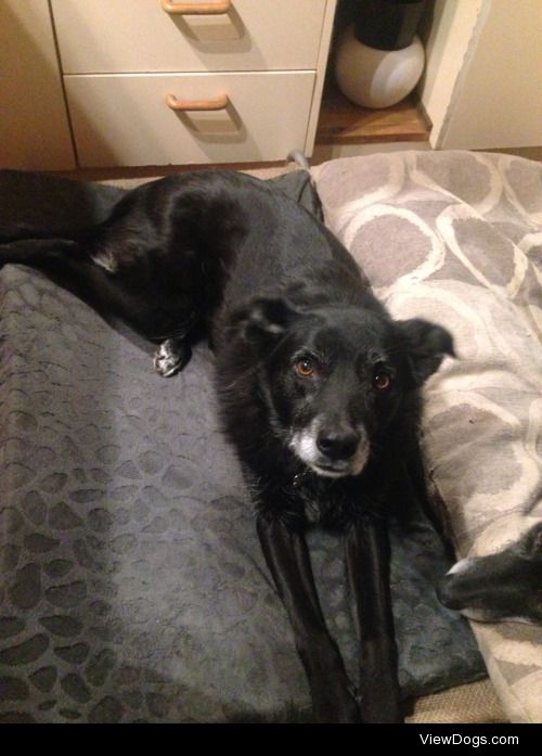 Jayne, the 10yr old “Border Kelpie” enjoying her new…