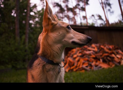 Our mix, Sändi, looking beautiful as the sun sets.