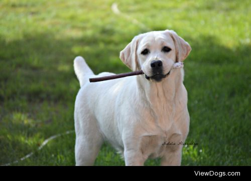 Frost, the 7 month old yellow labrador, by Natalia Alexandrov