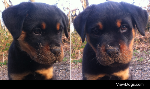 My little Rottweiler puppy, Daisy! She loves to dig.