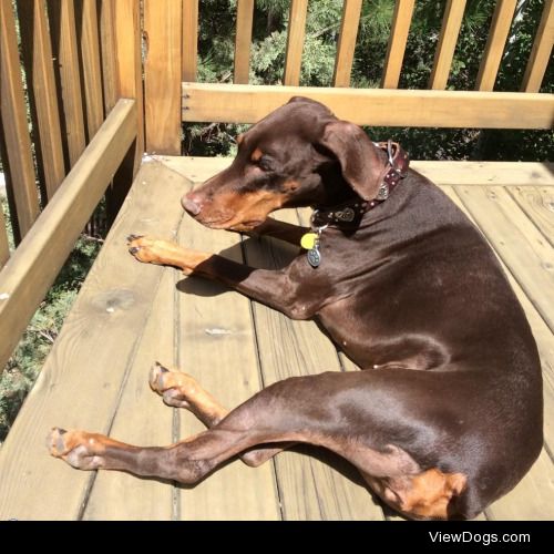 My beautiful little girl, seven-year-old Esper the red Doberman.